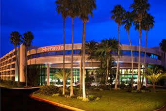 Sheraton Tampa Brandon Hotel Mango